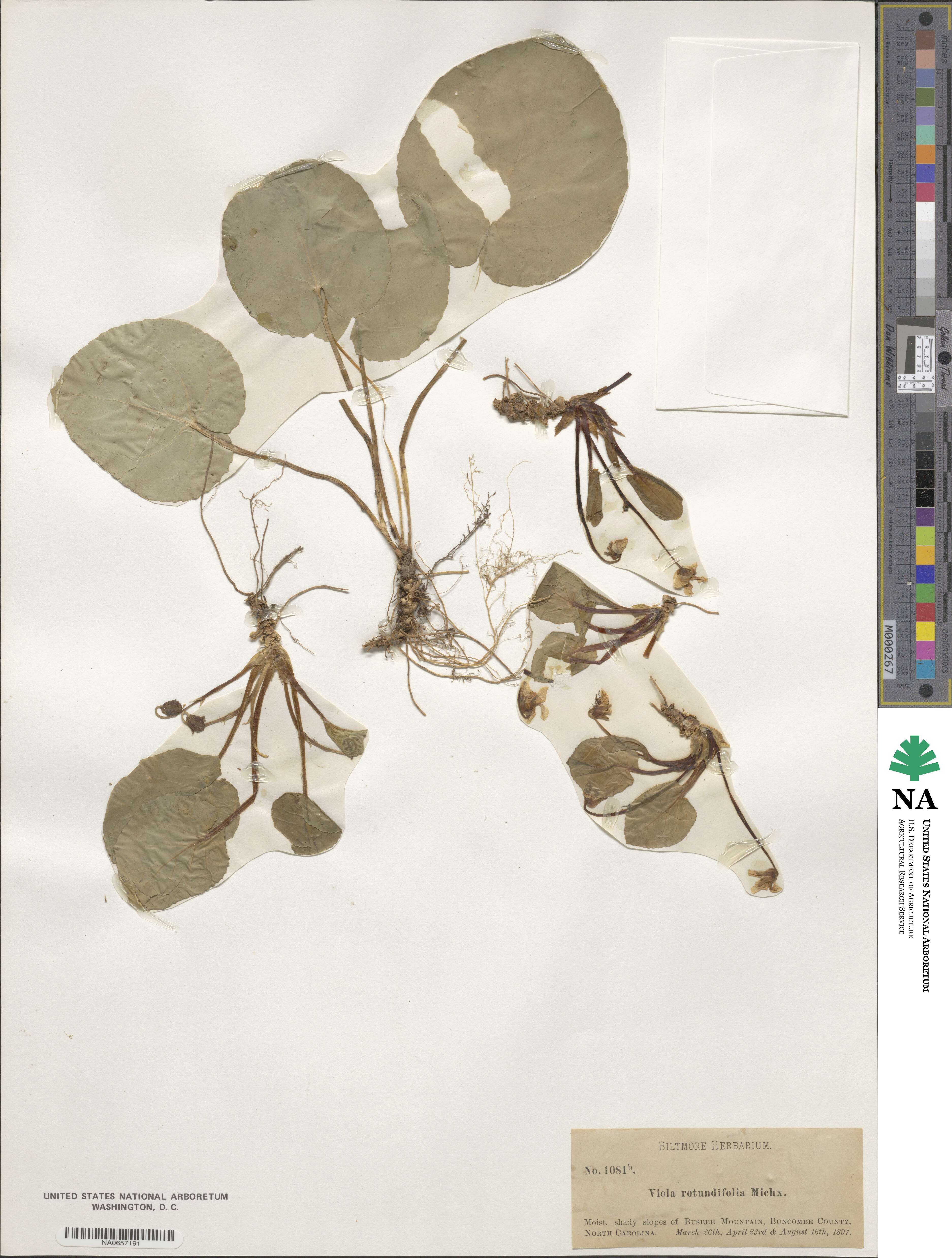 Viola rotundifolia image