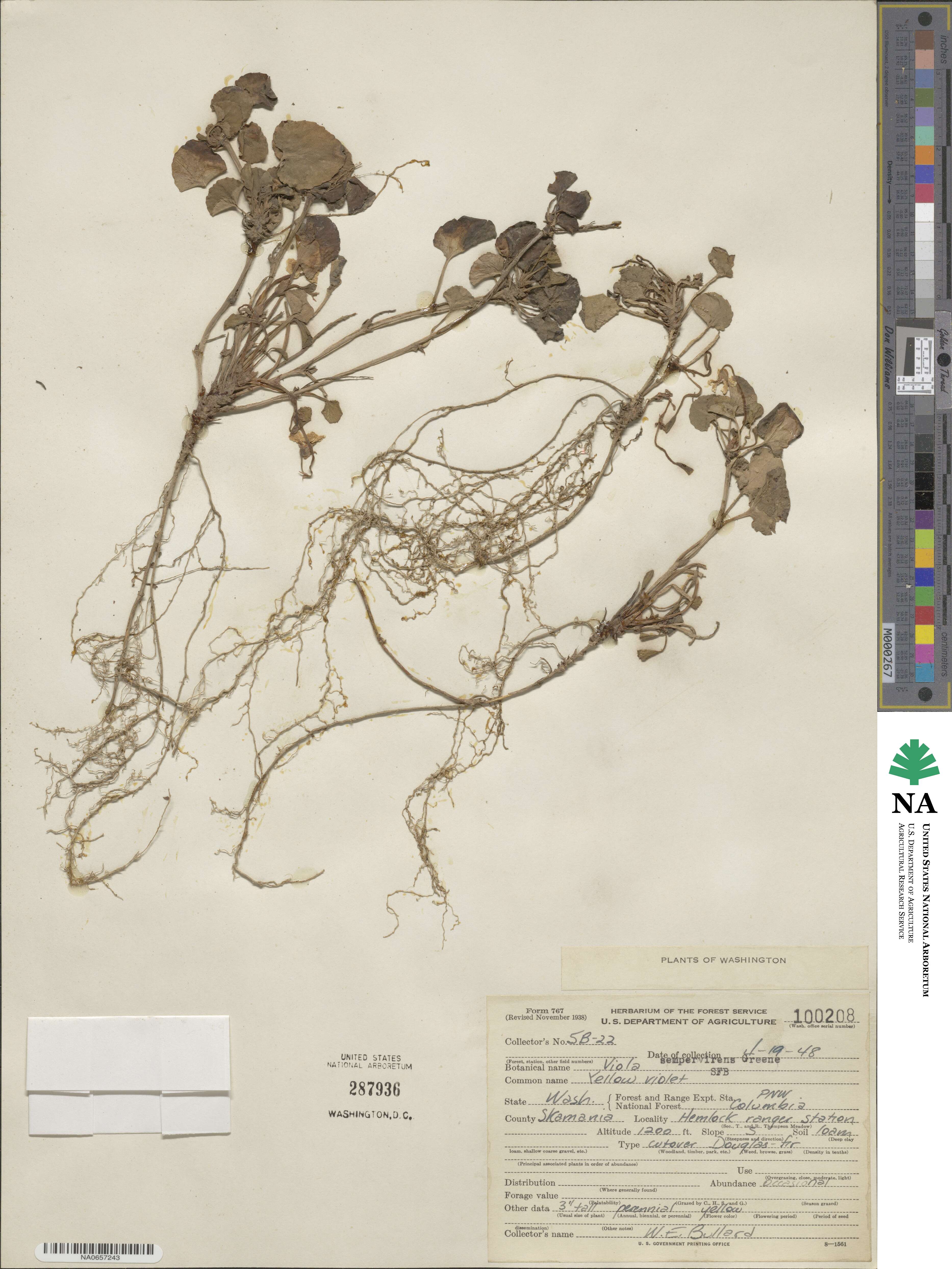 Viola sempervirens image