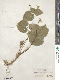 Viola sempervirens image