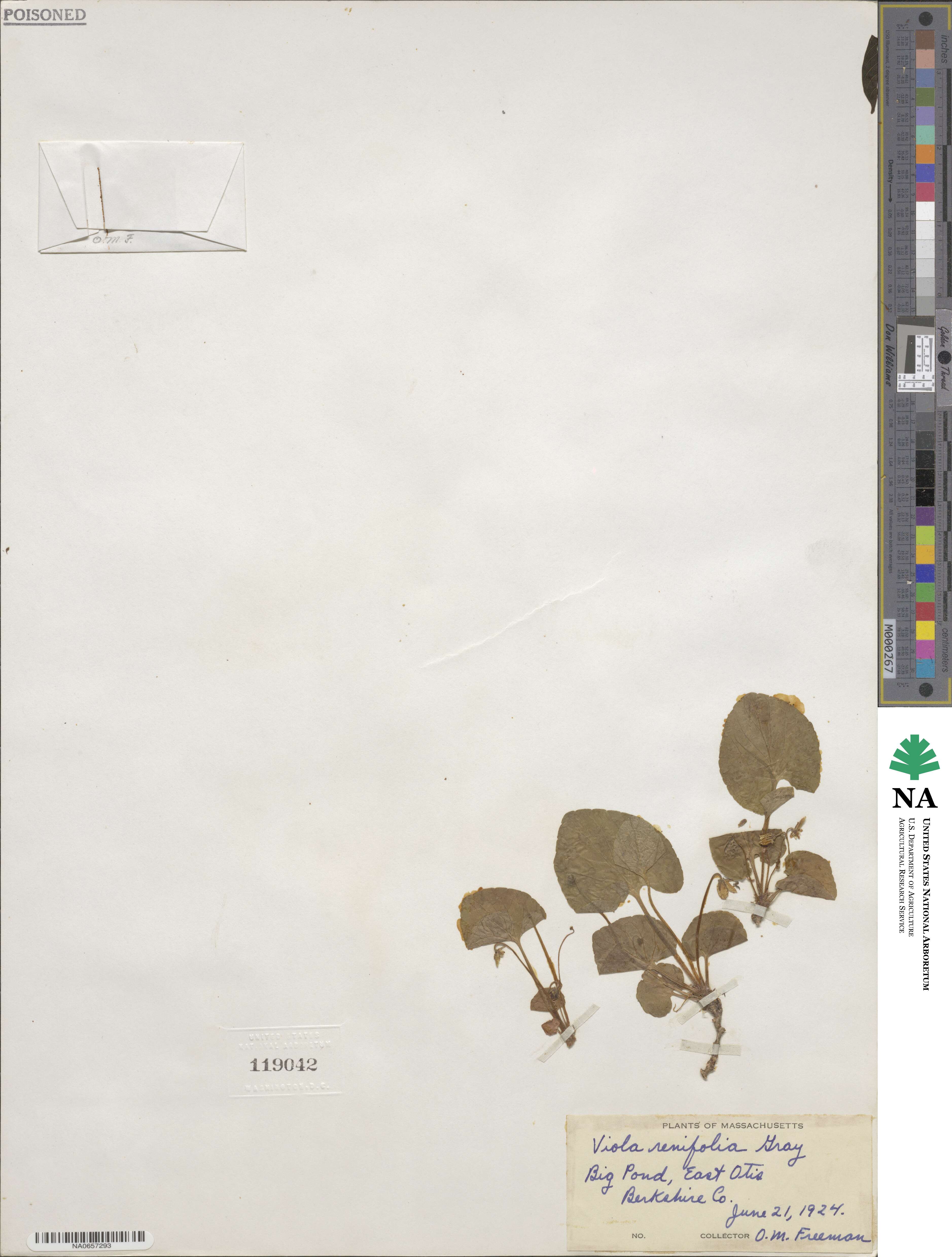 Viola renifolia image
