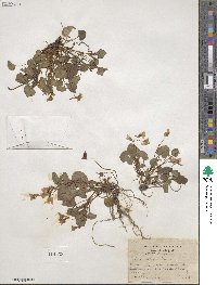 Viola rostrata image