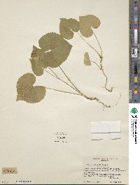 Viola canadensis image