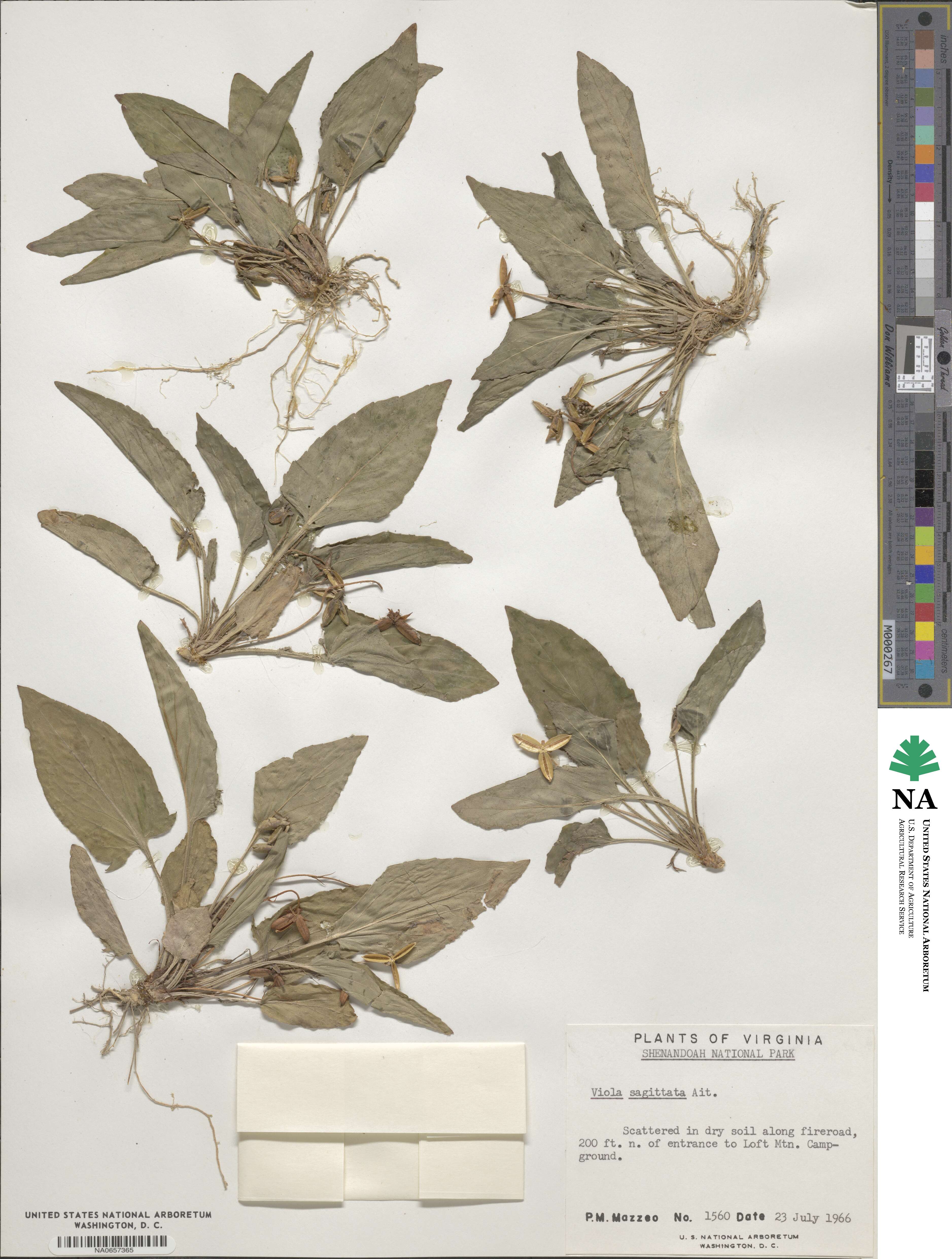 Viola sagittata image
