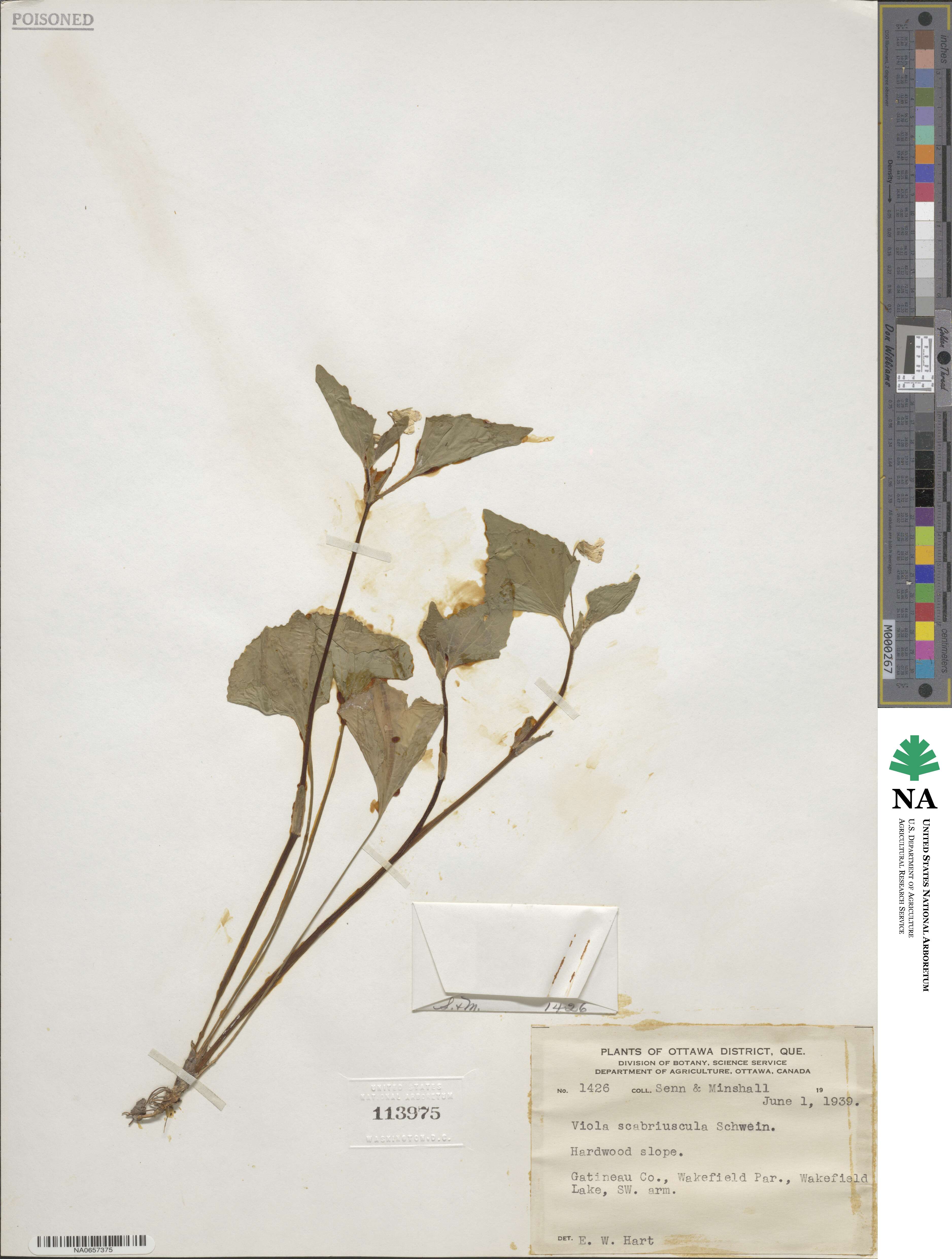 Viola scabriuscula image