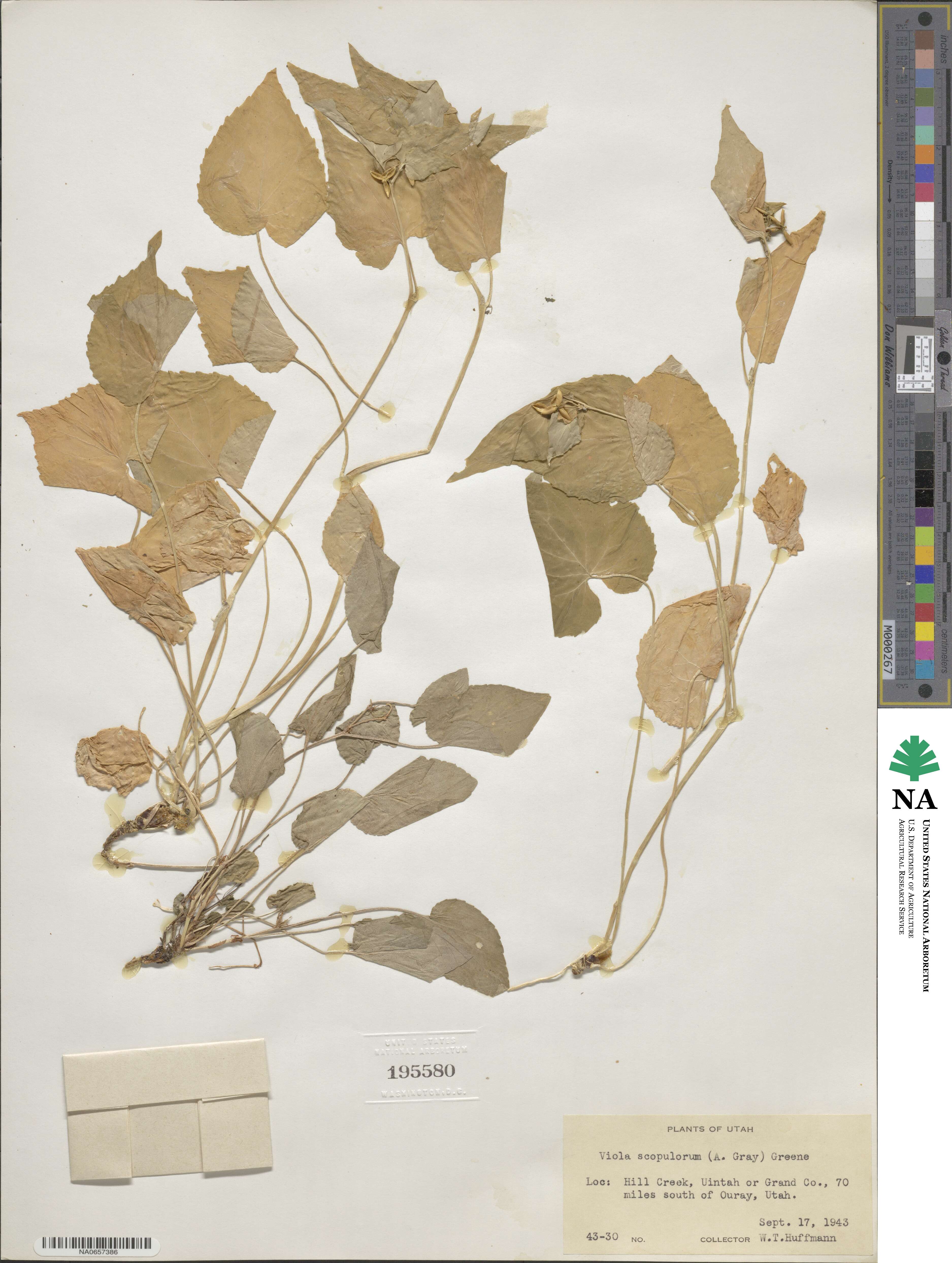 Viola scopulorum image