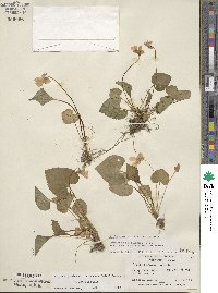 Viola sororia image