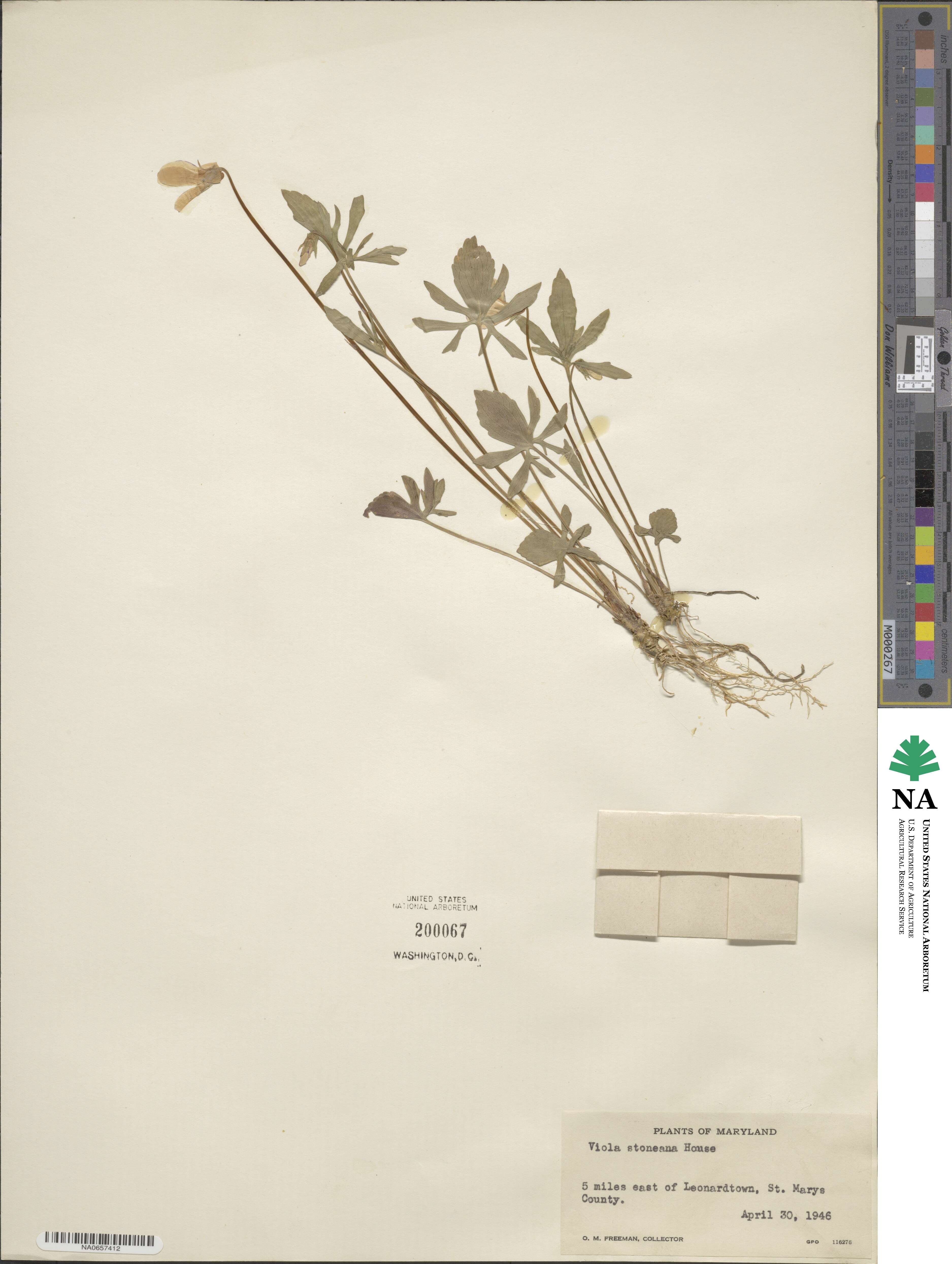 Viola stoneana image