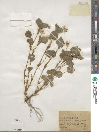 Viola striata image