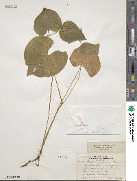 Viola rugulosa image