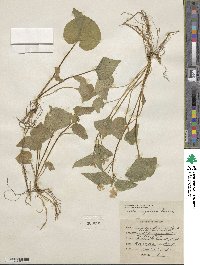 Viola rugulosa image