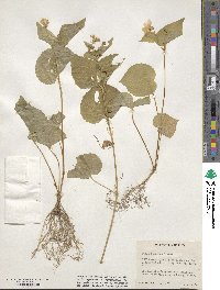 Viola rugulosa image