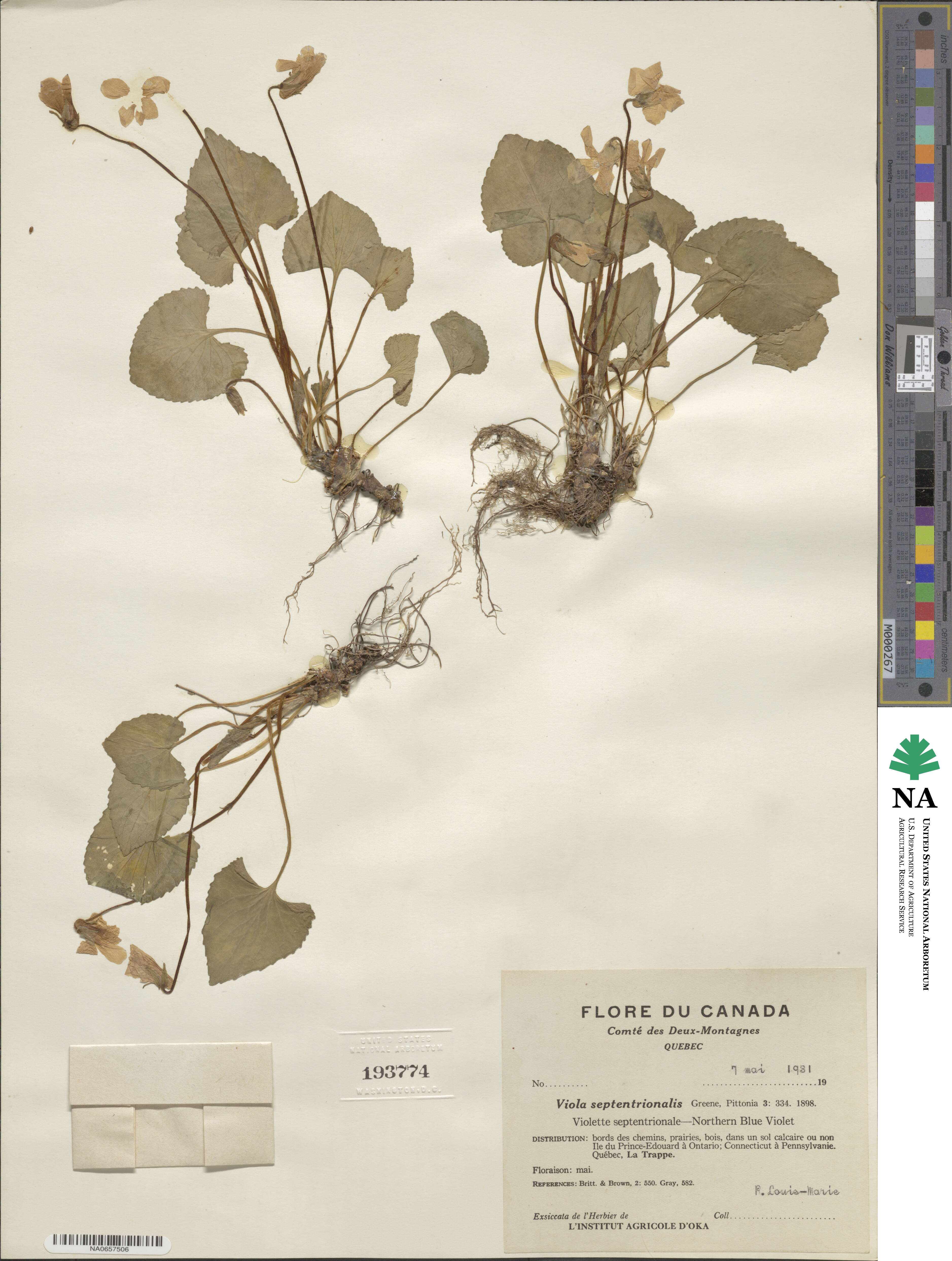 Viola septentrionalis image