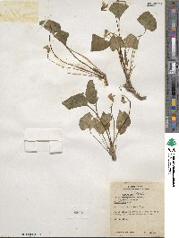 Viola sororia image