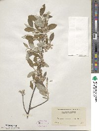 Elaeagnus multiflora image