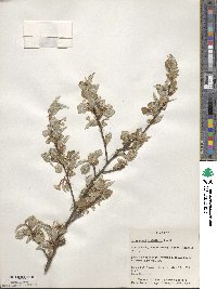 Elaeagnus multiflora image