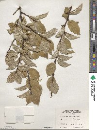 Elaeagnus multiflora image