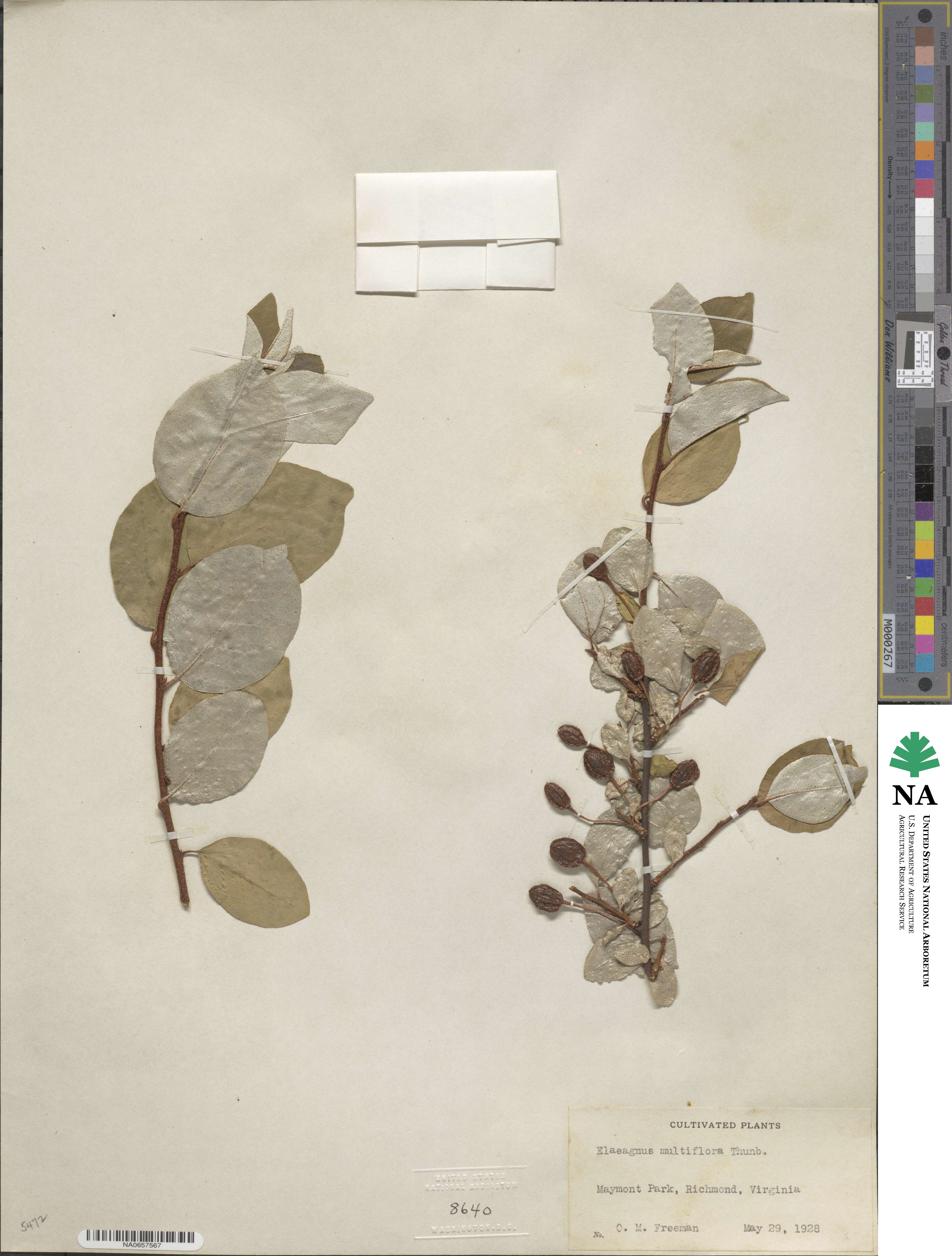 Elaeagnus multiflora image