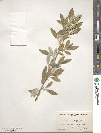 Elaeagnus multiflora image