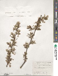 Elaeagnus multiflora image