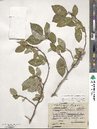 Elaeagnus multiflora image