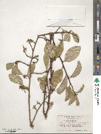 Elaeagnus multiflora image