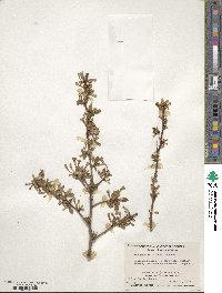 Elaeagnus multiflora image