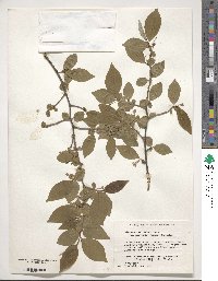 Elaeagnus multiflora var. hortensis image