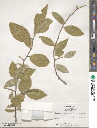 Elaeagnus multiflora image