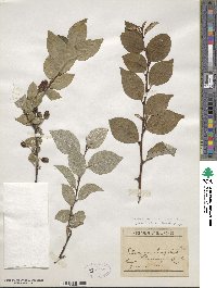 Elaeagnus multiflora image