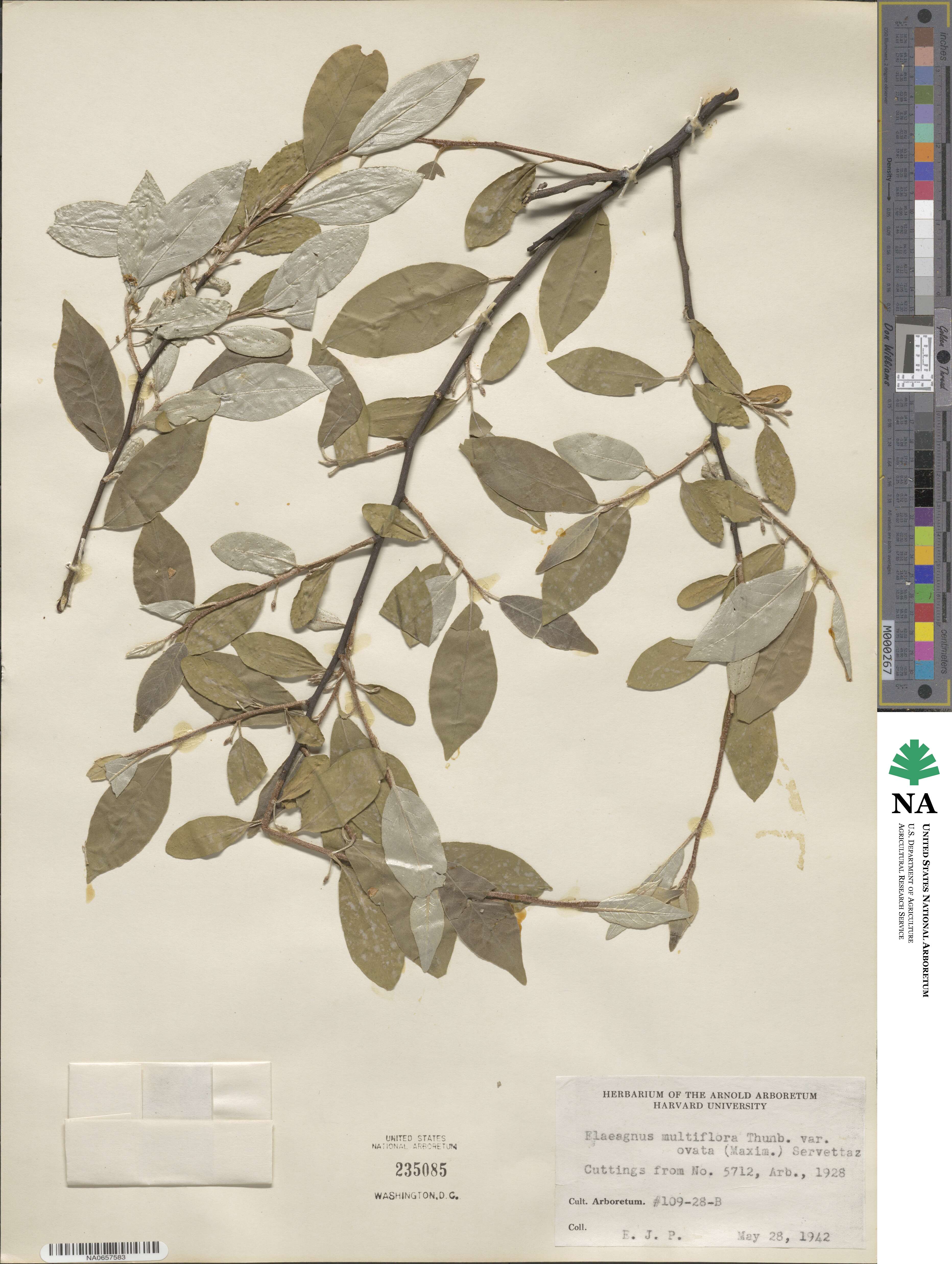 Elaeagnus multiflora image