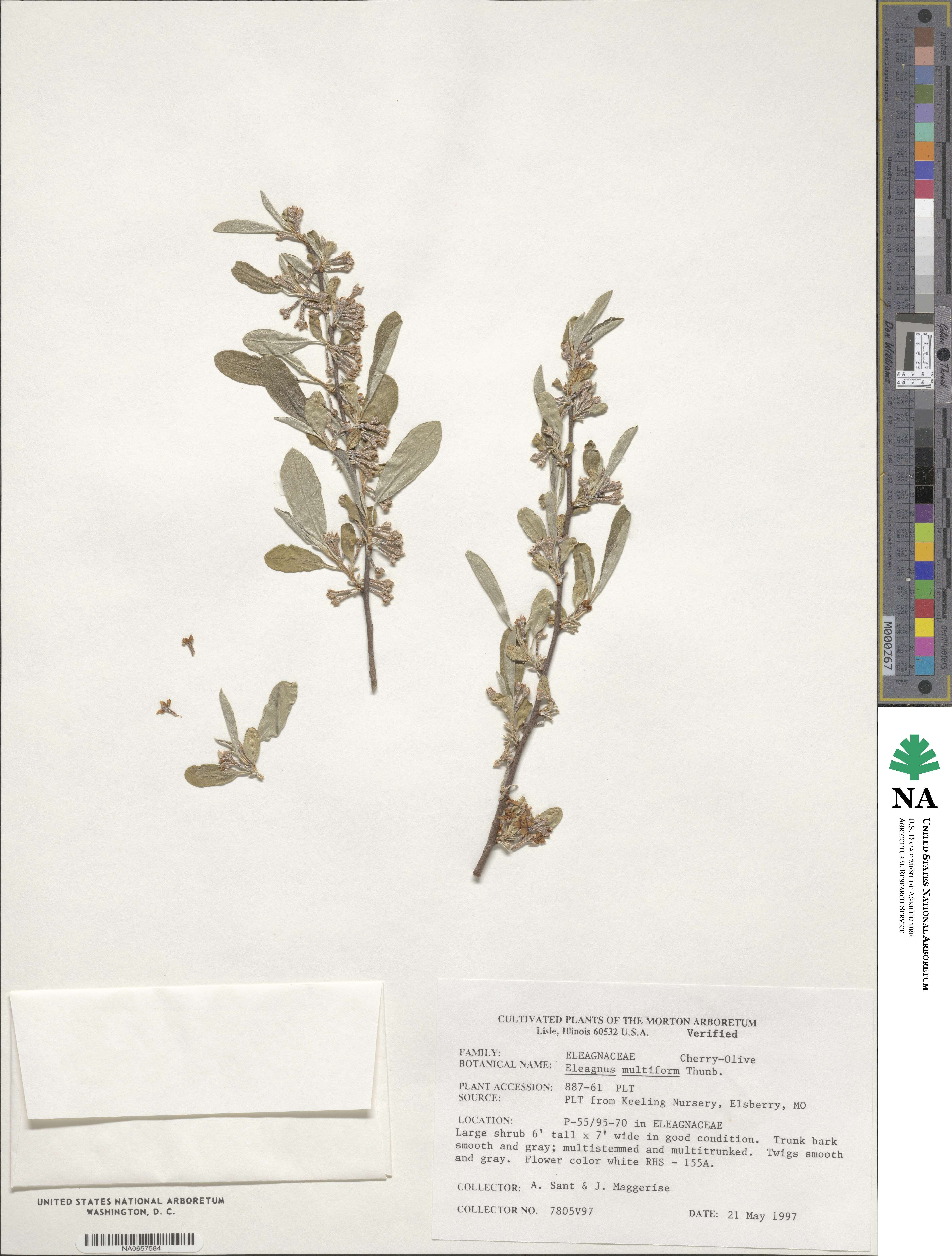 Elaeagnus multiflora image