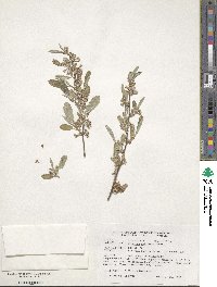 Elaeagnus multiflora image