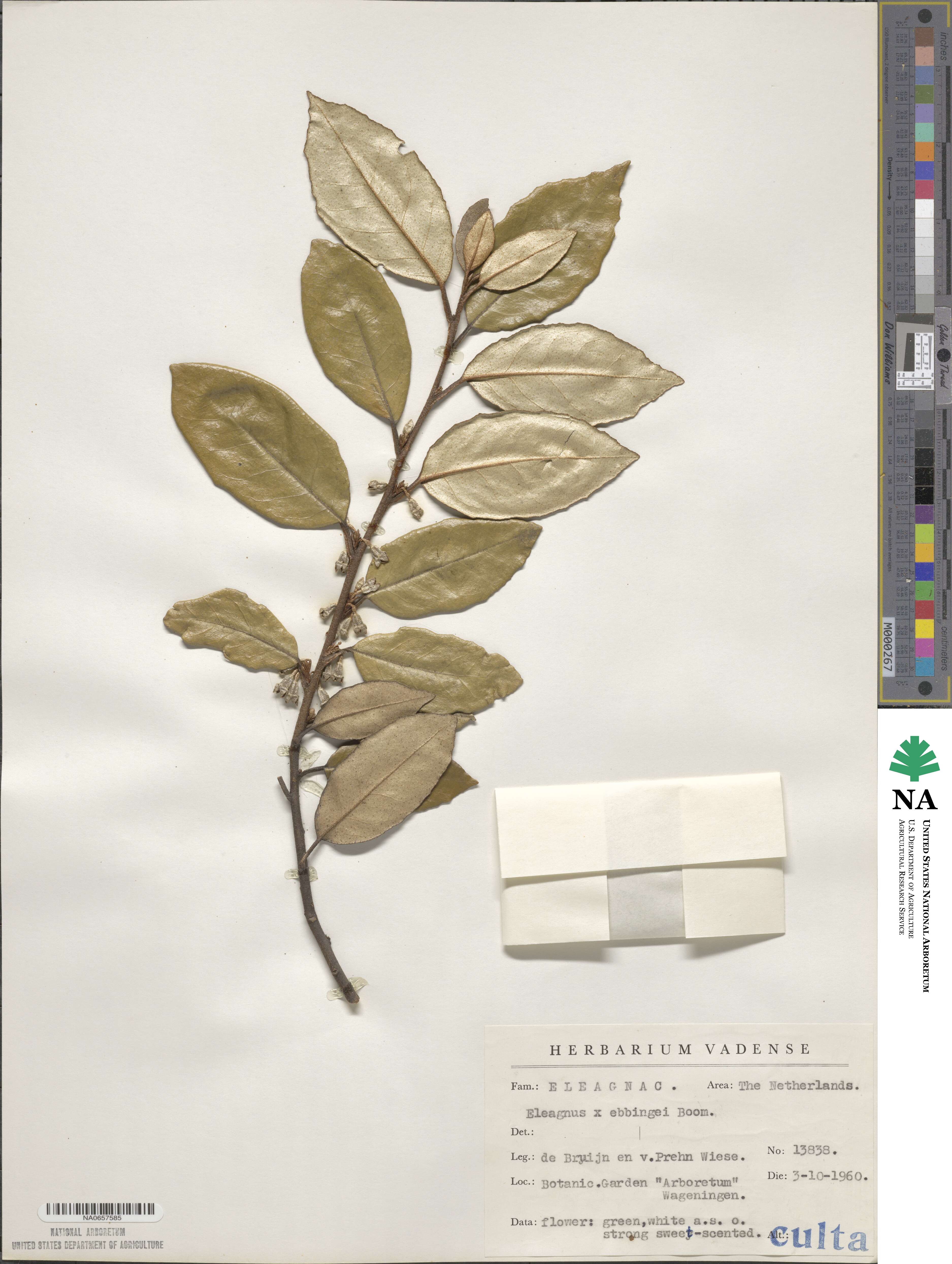 Elaeagnus × ebbingei image