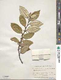 Image of Elaeagnus × ebbingei