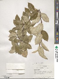 Elaeagnus × ebbingei image