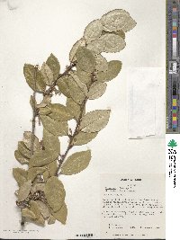 Elaeagnus × ebbingei image