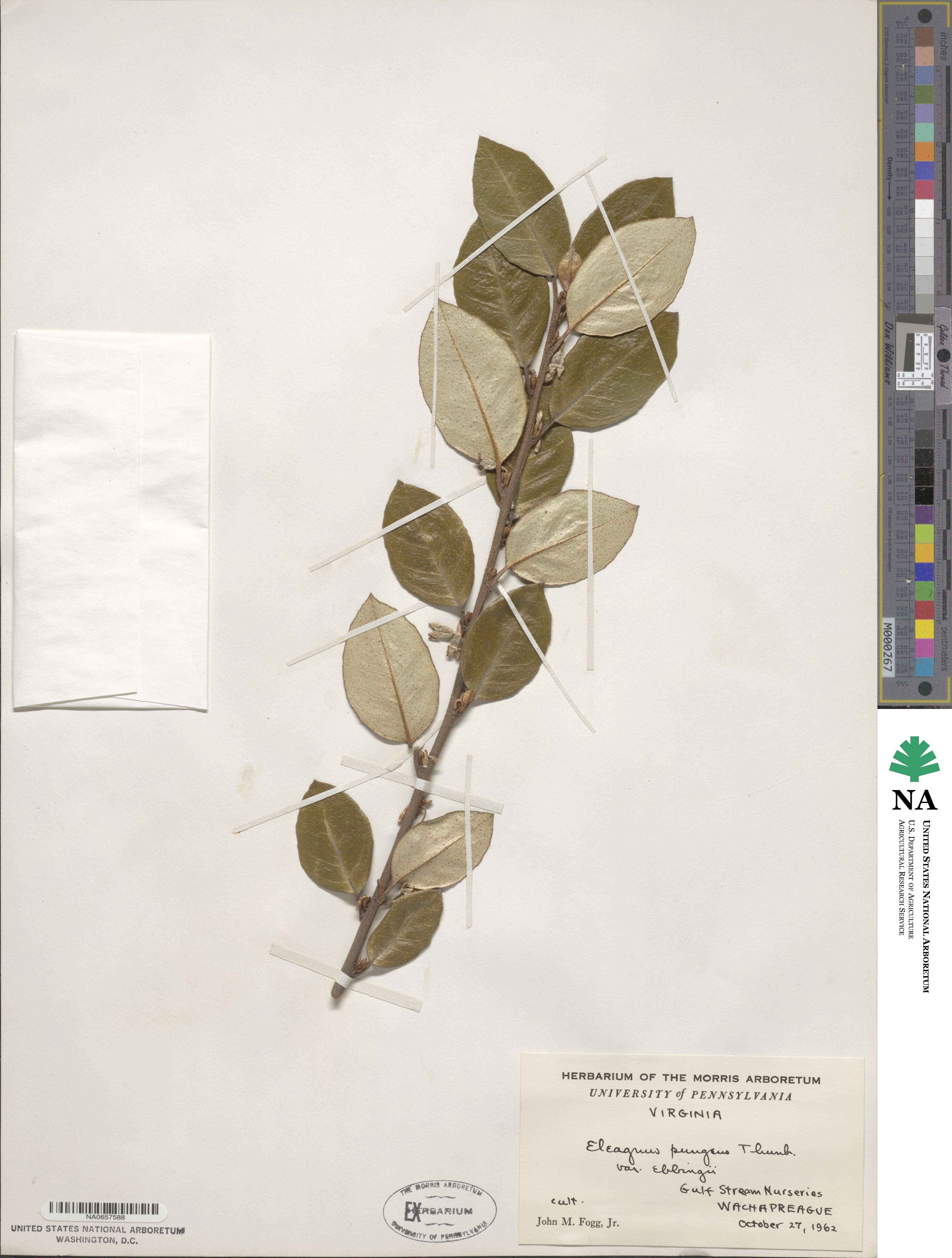 Elaeagnus × ebbingei image