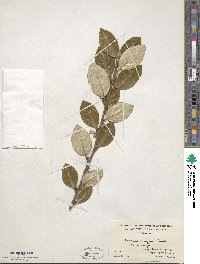 Elaeagnus × ebbingei image