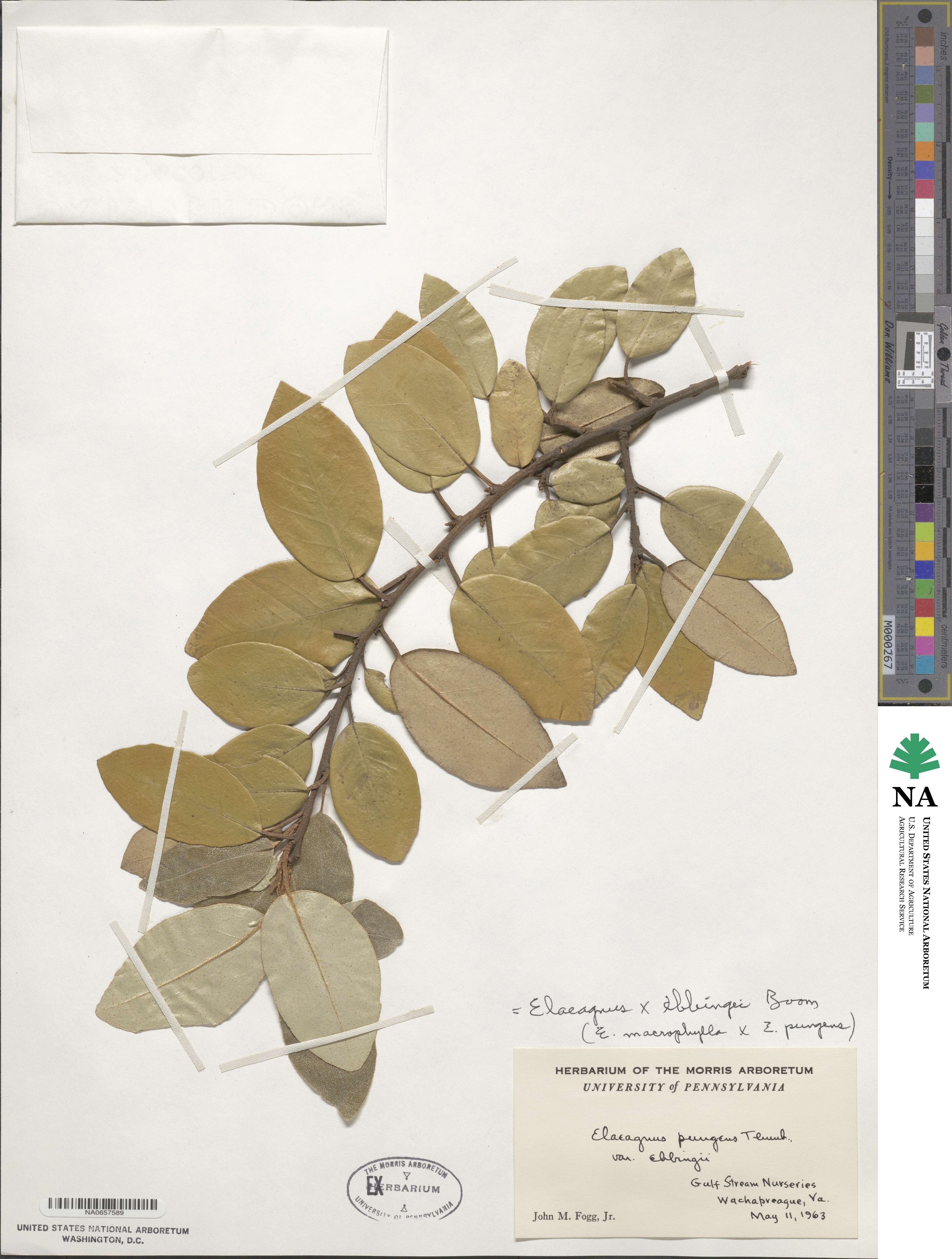 Elaeagnus × ebbingei image