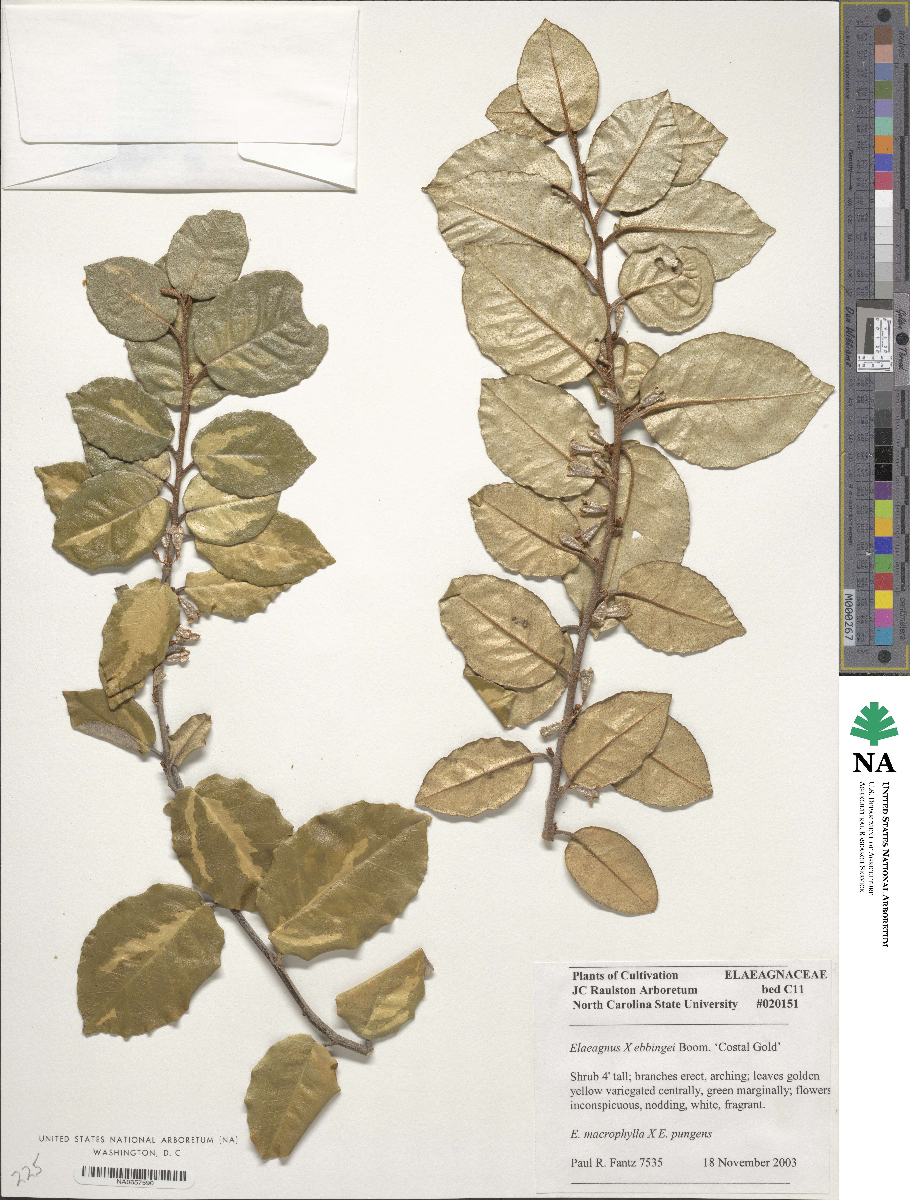 Elaeagnus × ebbingei image