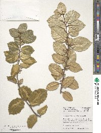 Elaeagnus × ebbingei image