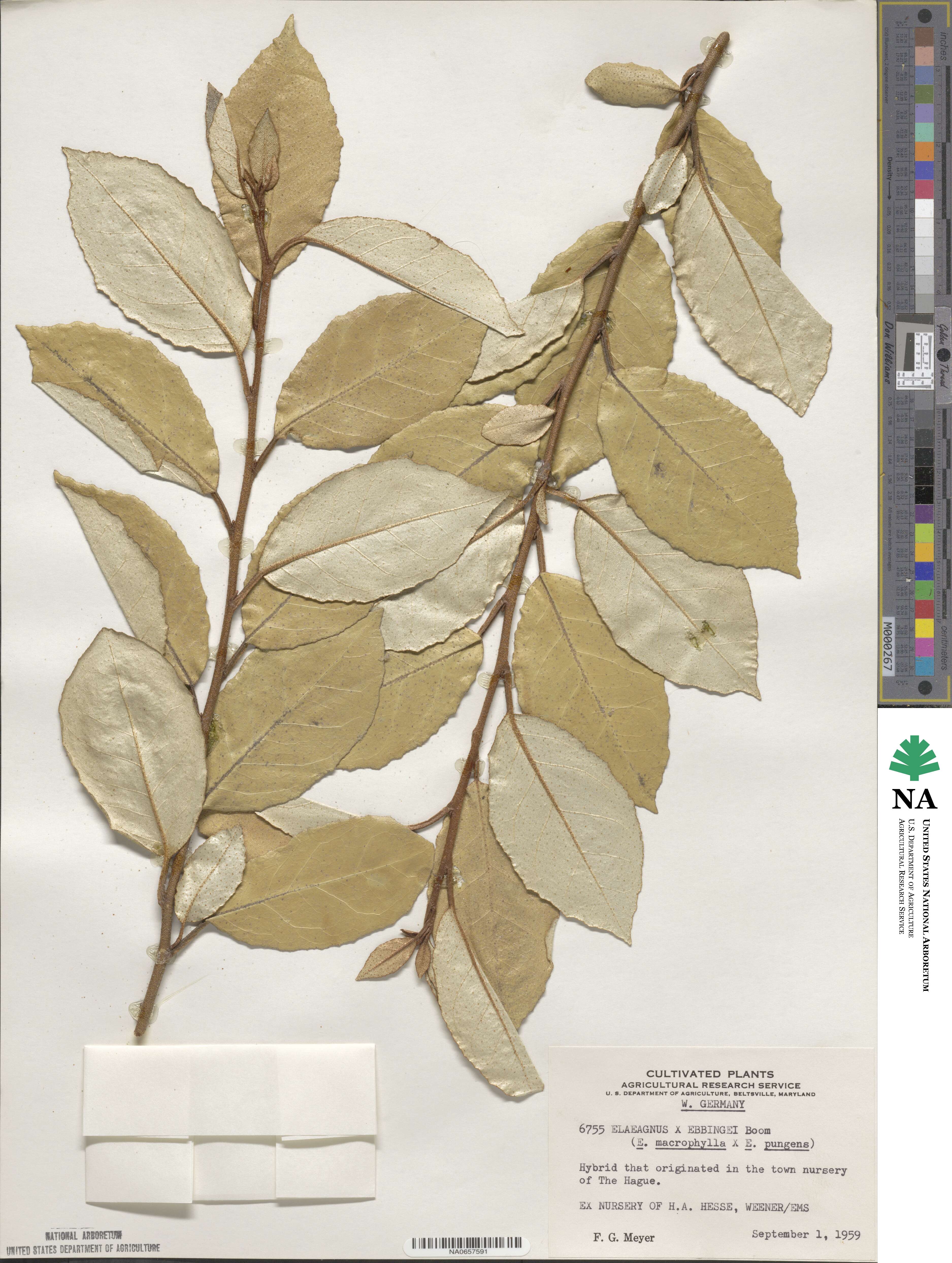 Elaeagnus × ebbingei image