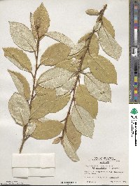 Elaeagnus × ebbingei image