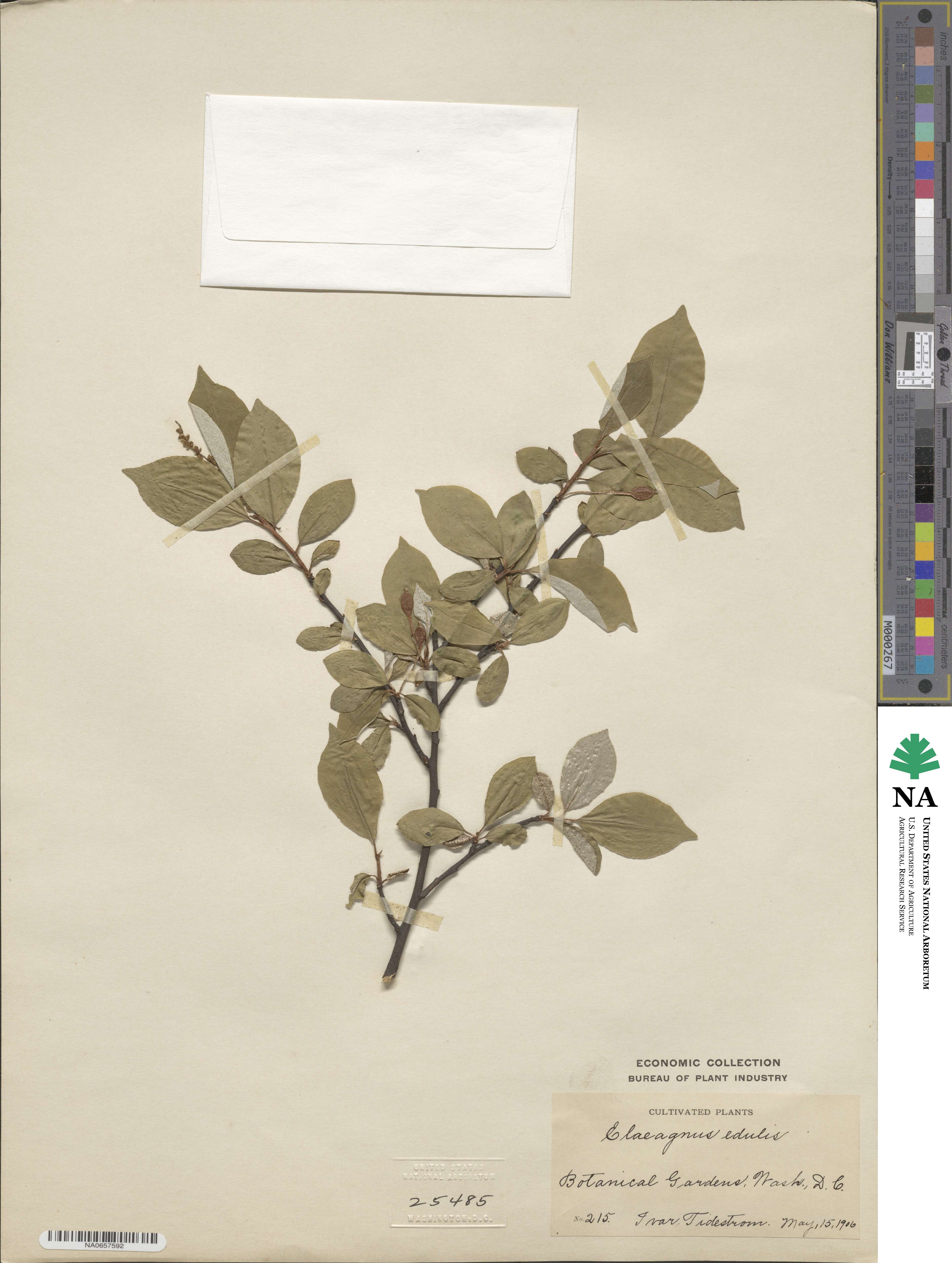 Elaeagnus multiflora image