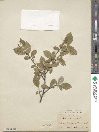 Elaeagnus multiflora var. hortensis image