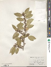 Elaeagnus glabra image