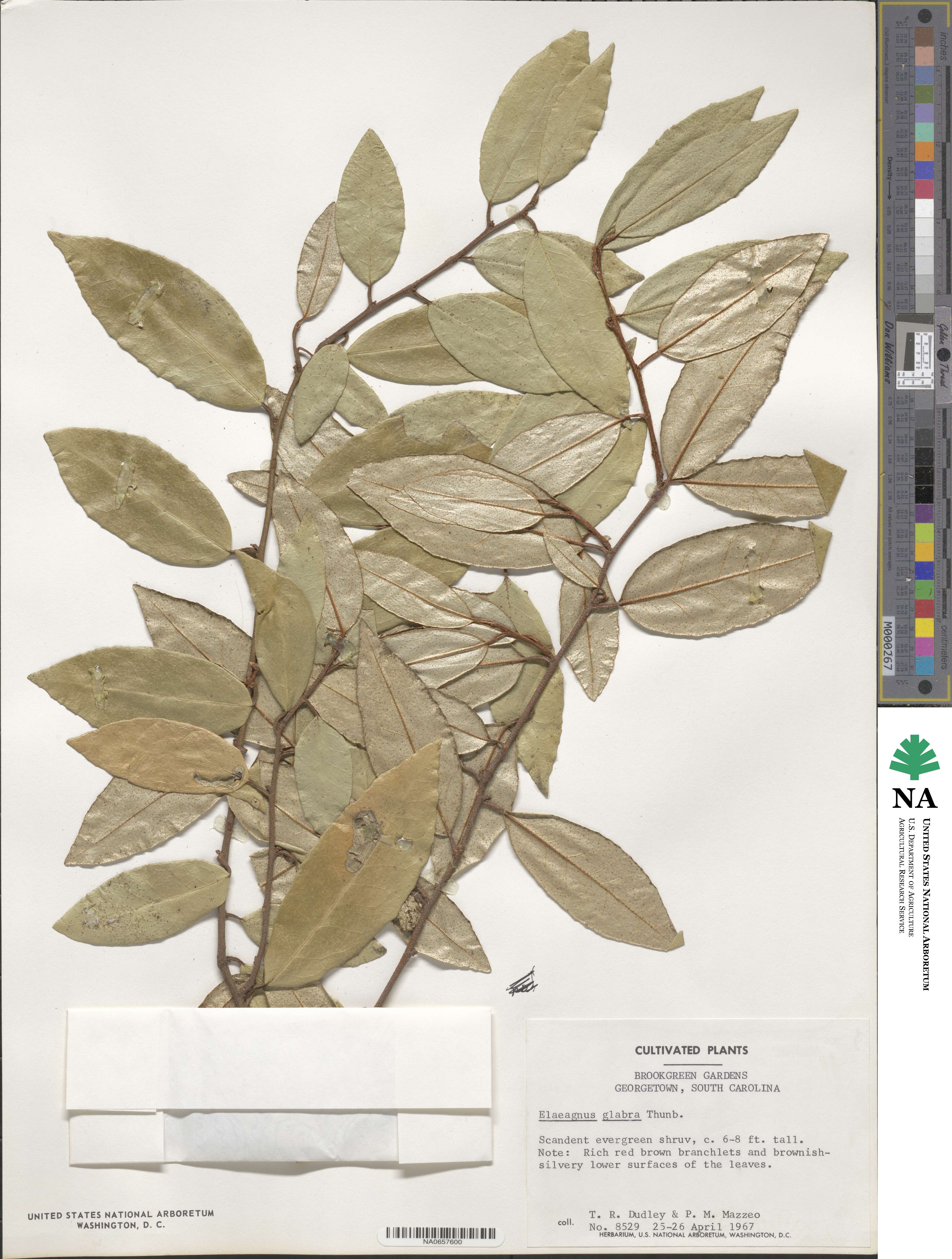 Elaeagnus glabra image