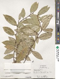 Elaeagnus glabra image