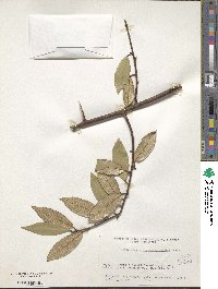 Elaeagnus glabra image