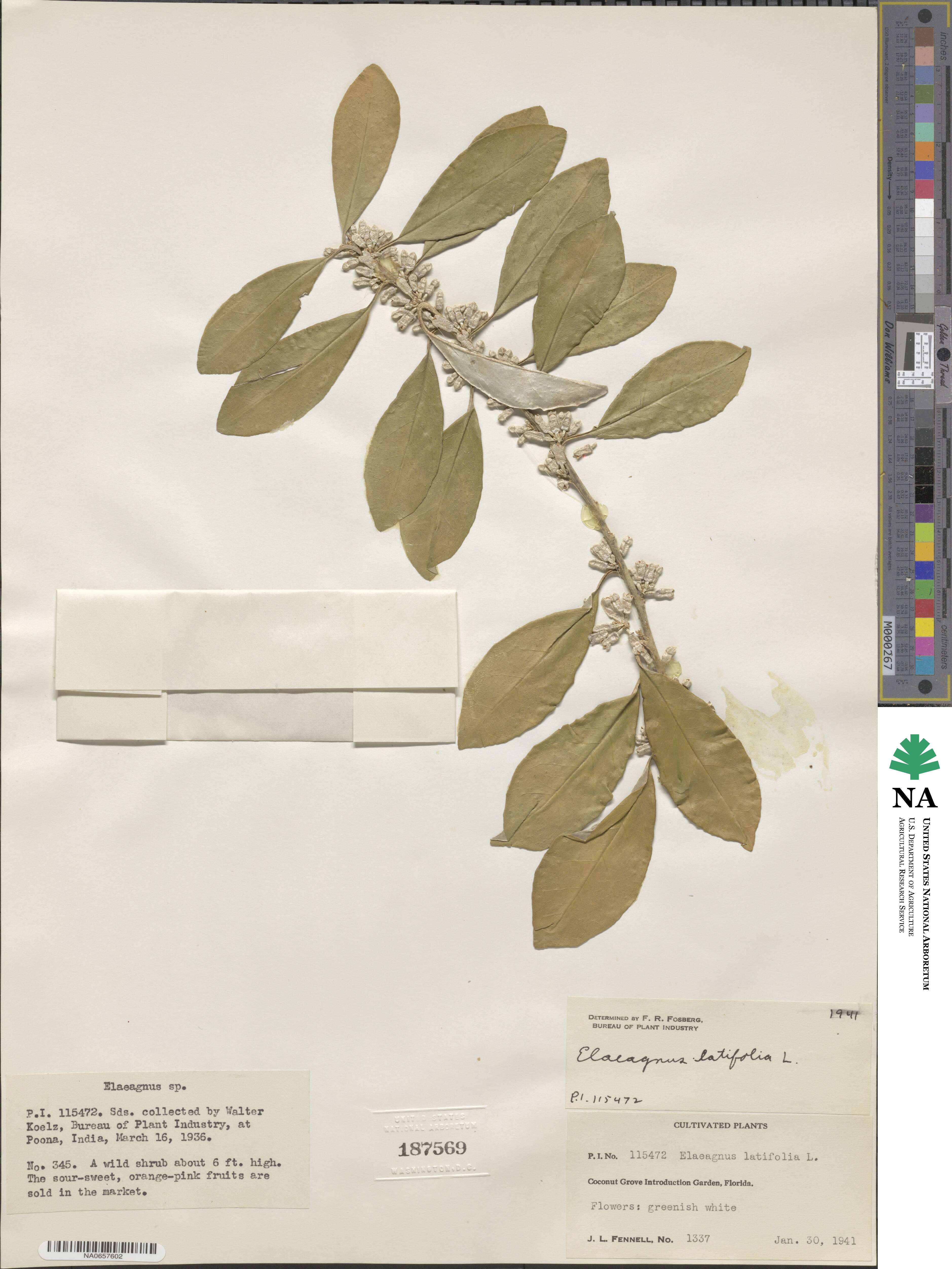 Elaeagnus latifolia image